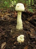 Amanita rhopalopus image