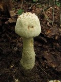 Amanita rhopalopus image