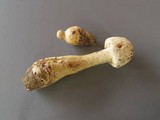 Amanita rhopalopus image