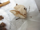 Rhodocollybia butyracea image