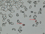 Rhodocollybia butyracea image