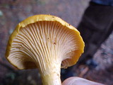 Cantharellus formosus image