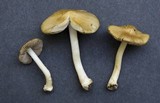 Inocybe mixtilis image