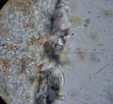 Inocybe mixtilis image