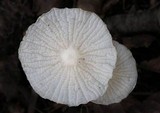 Marasmiellus subnigricans image