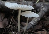 Marasmiellus subnigricans image