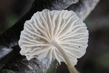 Marasmiellus subnigricans image