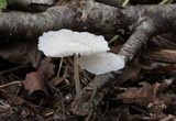 Marasmiellus subnigricans image