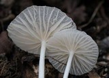 Marasmiellus subnigricans image