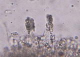 Marasmiellus subnigricans image