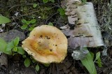 Russula veternosa image