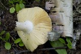 Russula veternosa image