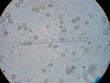 Pluteus tomentosulus image