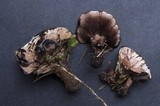 Hydnellum scrobiculatum image