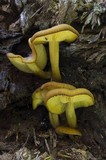 Tricholomopsis decora image