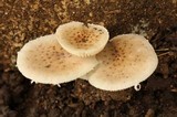 Oudemansiella platensis image