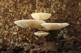 Oudemansiella platensis image