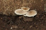 Oudemansiella platensis image