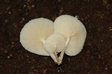 Oudemansiella platensis image