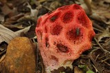 Clathrus crispus image