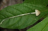 Panaeolus cyanescens image