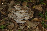 Meripilus sumstinei image