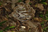 Meripilus sumstinei image