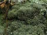 Cladonia petrophila image