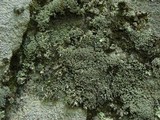 Cladonia petrophila image