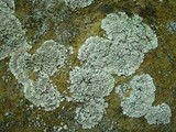 Lepraria normandinoides image