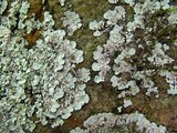 Lepraria normandinoides image