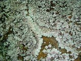 Lepraria normandinoides image