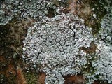 Lepraria normandinoides image