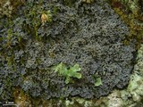 Pannaria tavaresii image