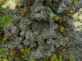 Pannaria tavaresii image