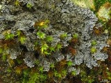 Pannaria tavaresii image