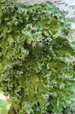 Flavopunctelia flaventior image