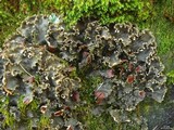 Peltigera elisabethae image