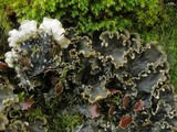 Peltigera elisabethae image