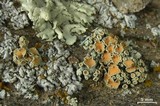 Rhizoplaca chrysoleuca image