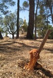 Battarrea phalloides image