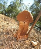 Battarrea phalloides image