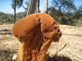 Battarrea phalloides image