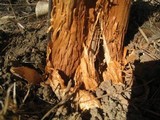 Battarrea phalloides image