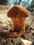Battarrea phalloides image