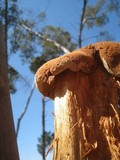 Battarrea phalloides image