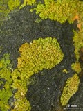 Xanthoria elegans image