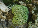 Cladonia mateocyatha image