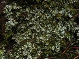 Parmelia saxatilis image