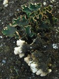 Peltigera malacea image